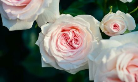 Růžové potěšení: Jak využít okvětní plátky růží v domácnosti